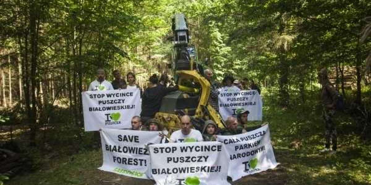 Puszcza Białowieska wymiera! Dla ekologów terrorystów ważniejszy był kornik drukarz?