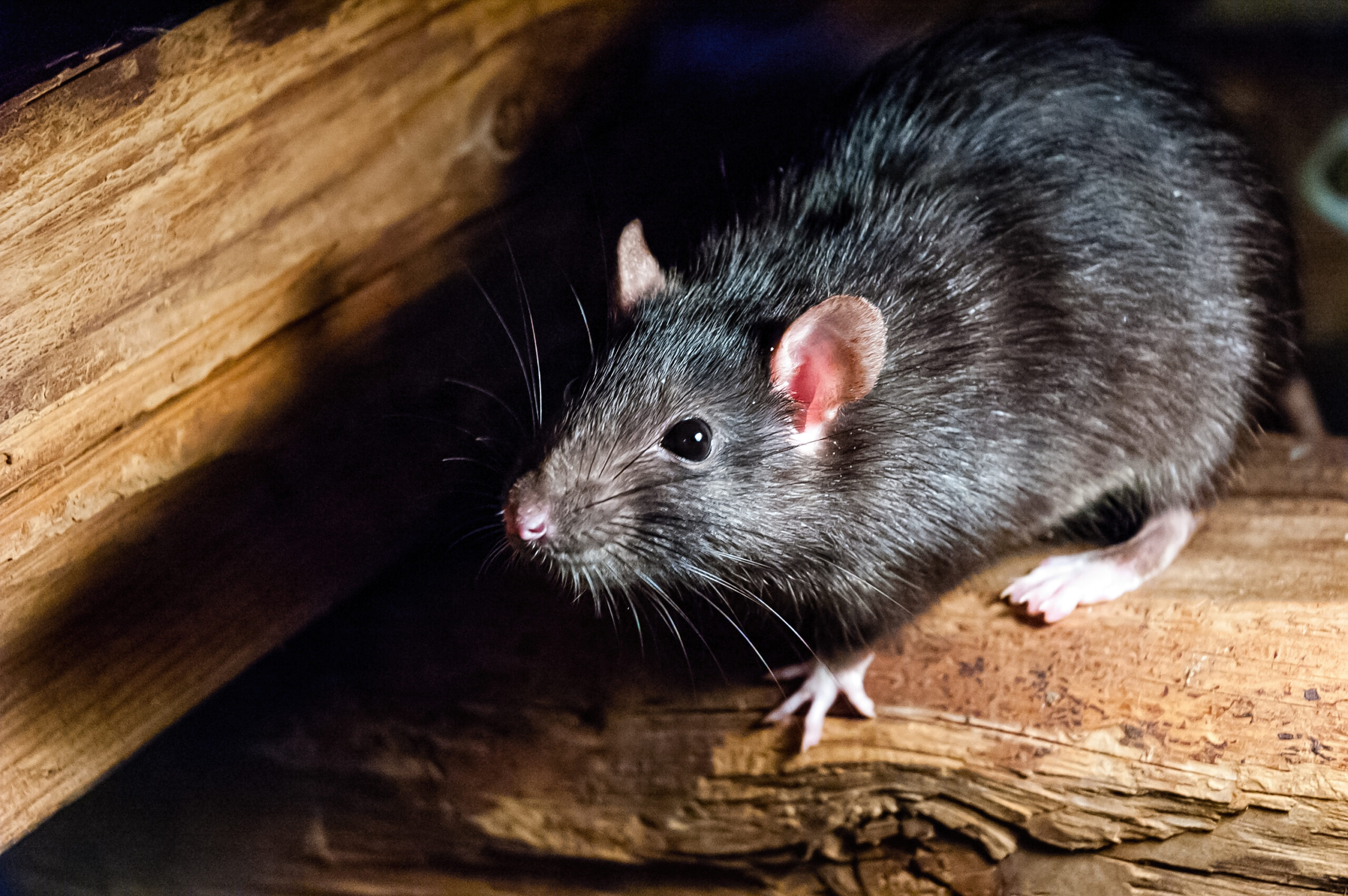 5 Things To Look For In A Rat Control Professional! - Rat Removal Melbourne