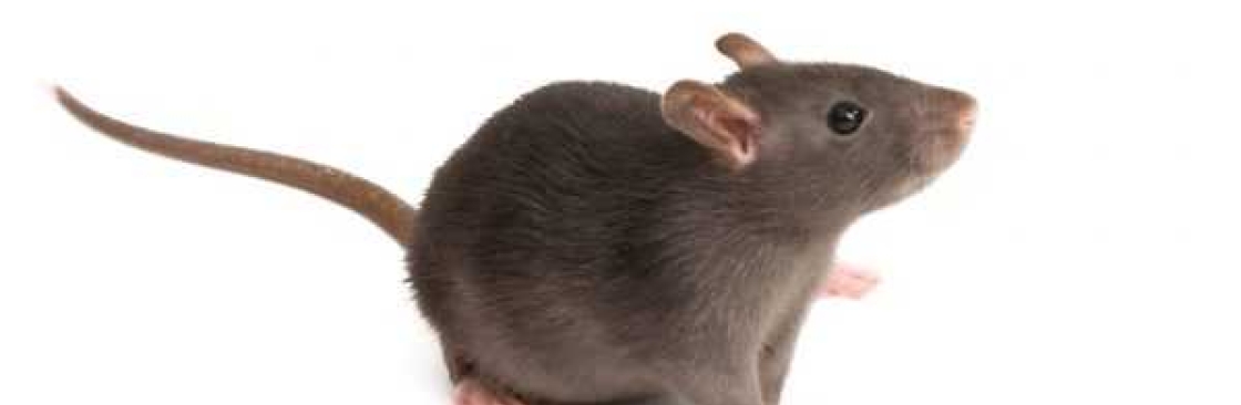 Rats Removal Melbourne Cover Image