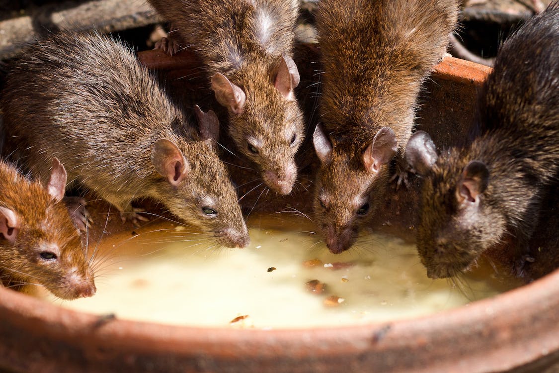 Keep Rats Outside With Professional Rodent Control Service - Rat Removal Melbourne