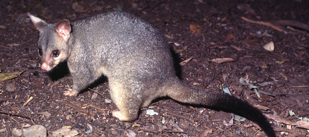 Possum Removal Melbourne Prices | Possum Removal Cost Melbourne