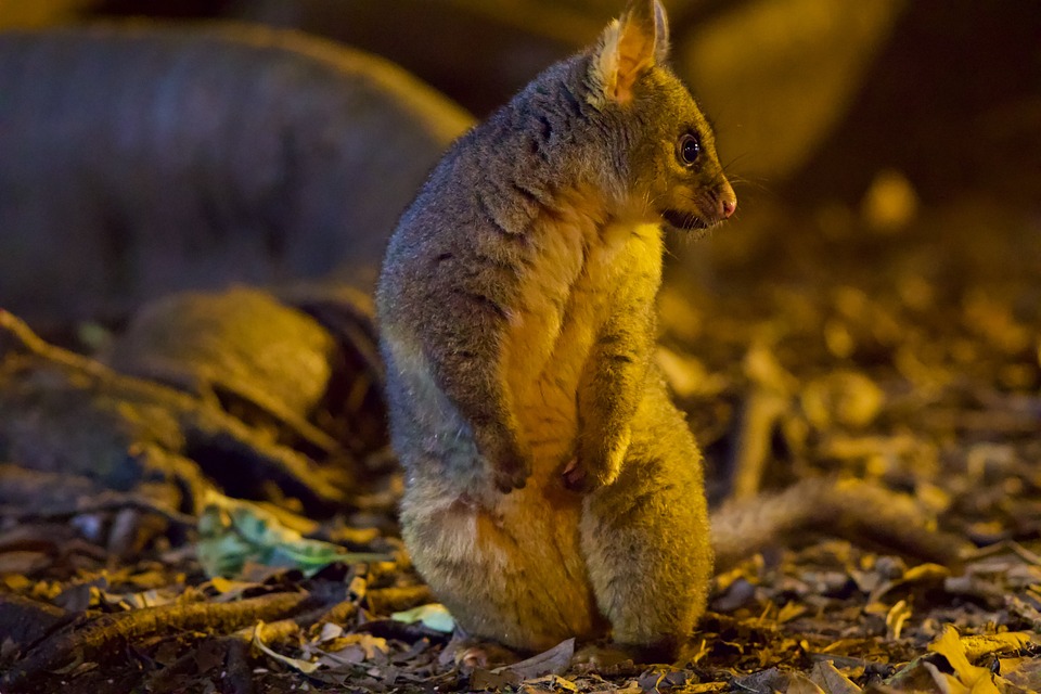Why You Should Not Welcome Possums In Your House? - Possumpestcontrolmelbourne