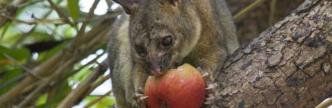 Possum Removal Melbourne Cover Image