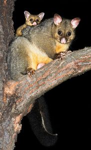 5 Things You Must Never Do To Possums! - Possumpestcontrolmelbourne