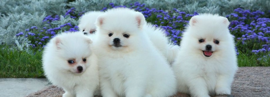 Premiumpet House Cover Image