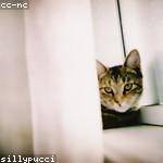 Gennaro Goldner Profile Picture
