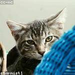 Ibrahim Turcotte Profile Picture