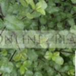 plants online Profile Picture