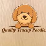 QUALITY TEACUP POODLES Profile Picture