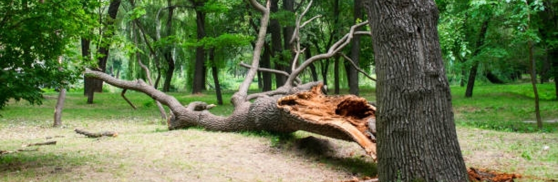 Portland Tree Service Cover Image