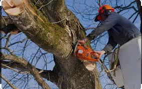 Unveiling the Benefits of Cutting Down Trees | TheAmberPost