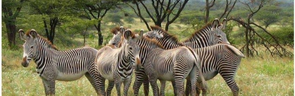 Bushtroop Tours and Safaris Cover Image