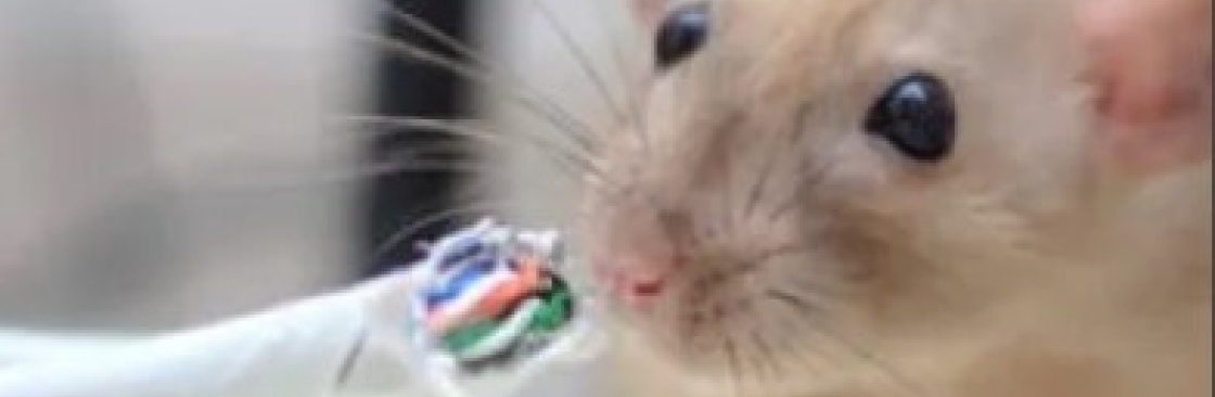 ratpest controlperth Cover Image