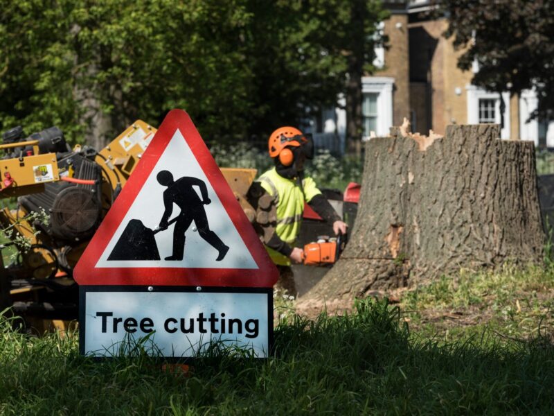 Tree Surgeons Hertfordshire, North London | Tree Removal Essex | Tree Specialist | KW Tree Care