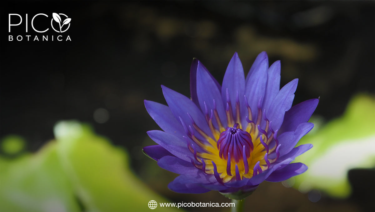 Beyond Tea: Creative Ways to Incorporate Blue Lotus into Your Diet– PicoBotanica