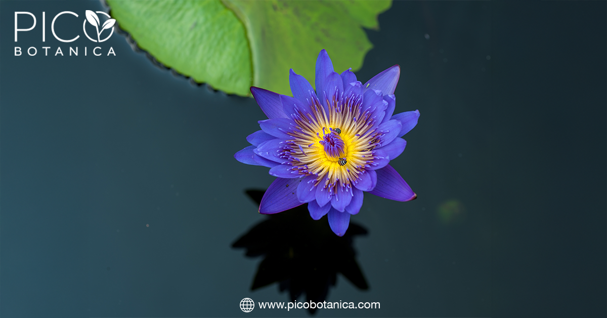 Blue Lotus: 5 Common Myths Busted– PicoBotanica