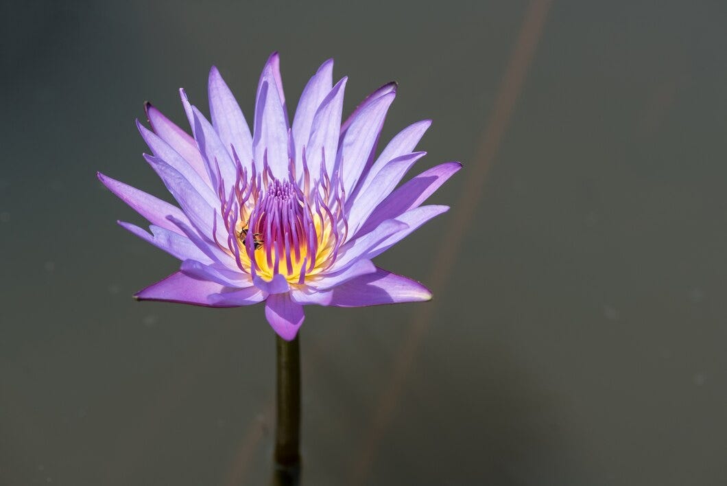 Blue Lotus Tea Recipes and Infusions | by Pico Botanica | Medium