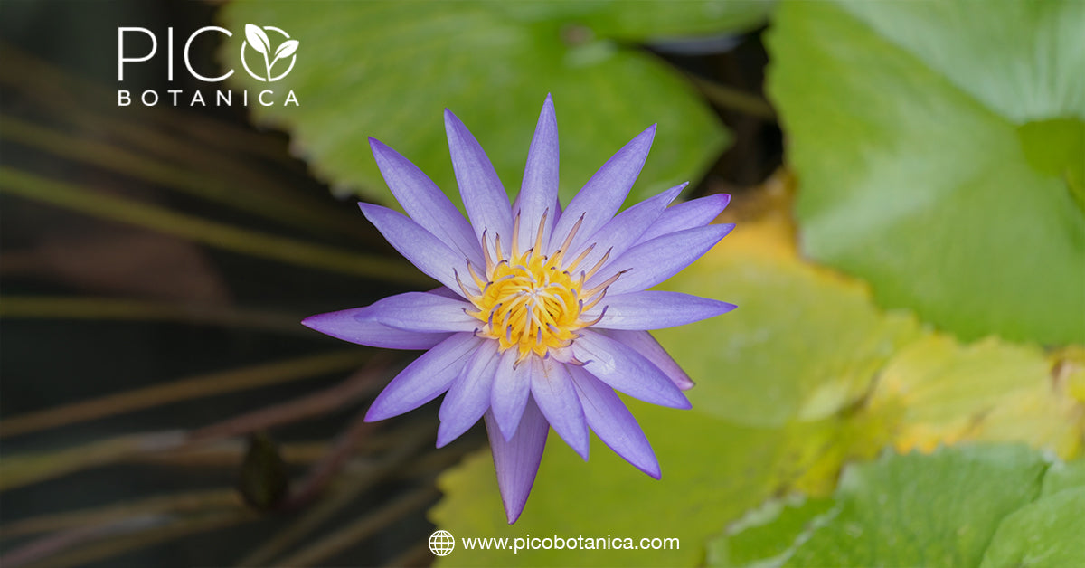 Blue Lotus Flower Tea: A Natural Ally for Weight Loss– PicoBotanica