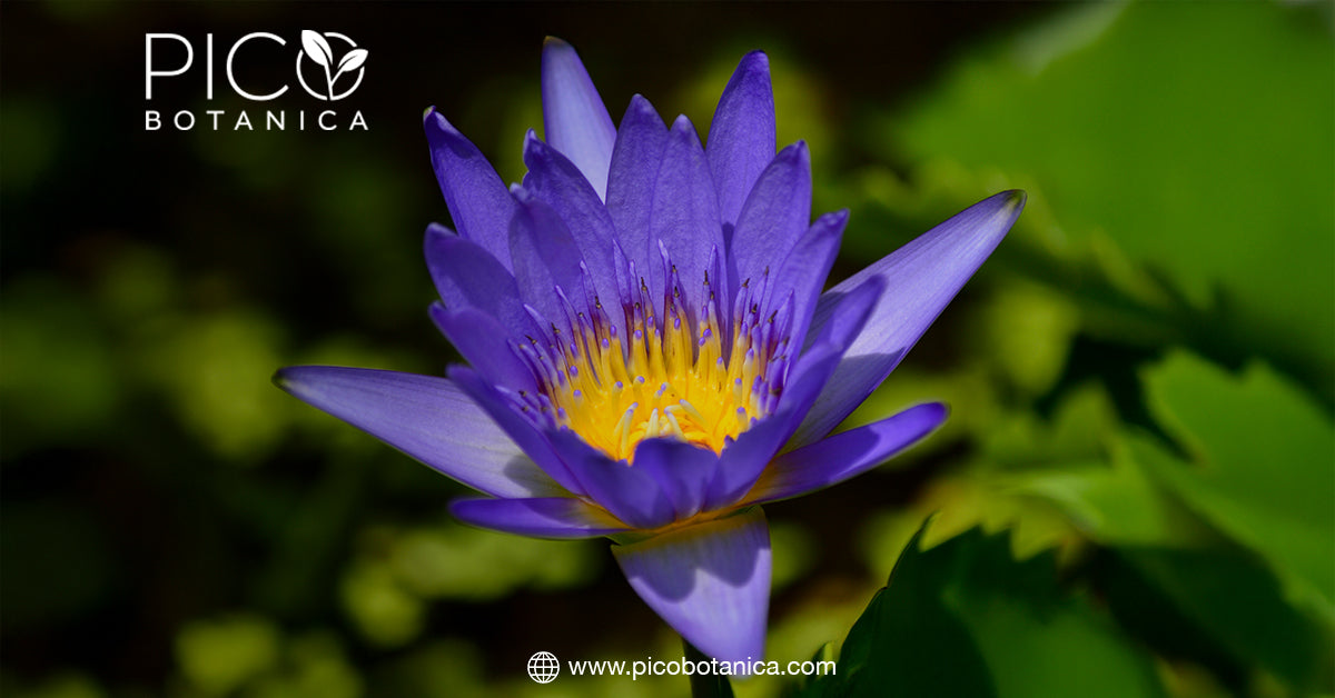 Blue Lotus Tea FAQs: Everything You Need to Know– PicoBotanica