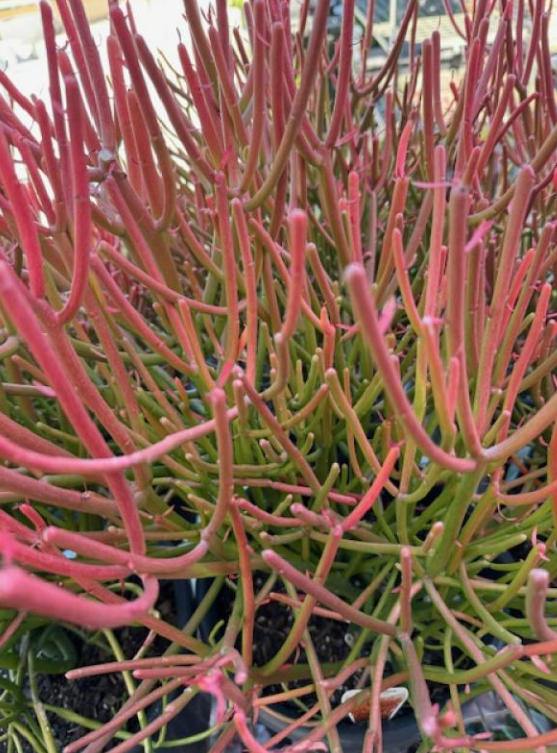 PlantArk: The Best Online Plant Store in Australia | by PlantArk | Mar, 2025 | Medium