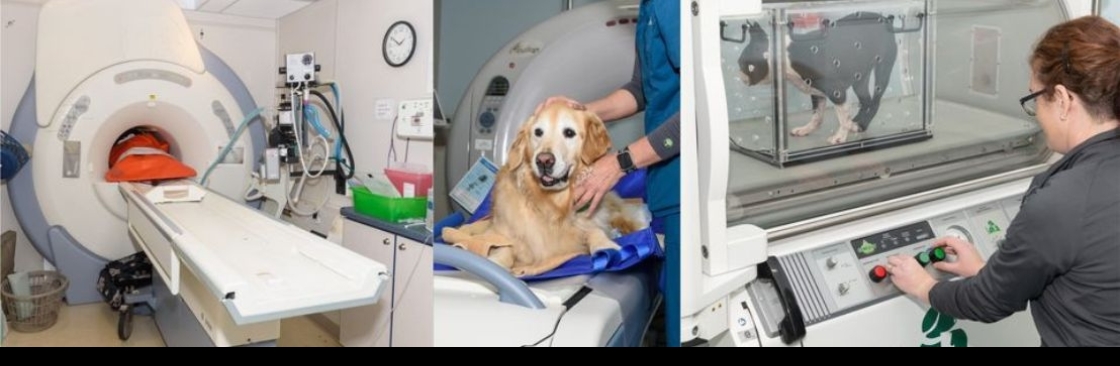 Veterinary Neurology And Imaging of the Chesapeake Cover Image