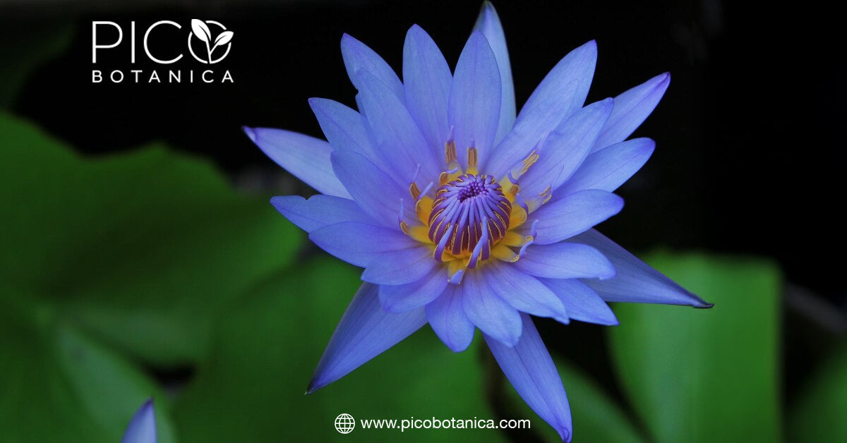 The Role of Blue Lotus Tea in Modern Wellness Trends– PicoBotanica
