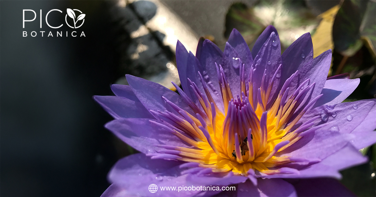 Blue Lotus Flower Pre Rolls: Everything You Need to Know – Pico Botanica
