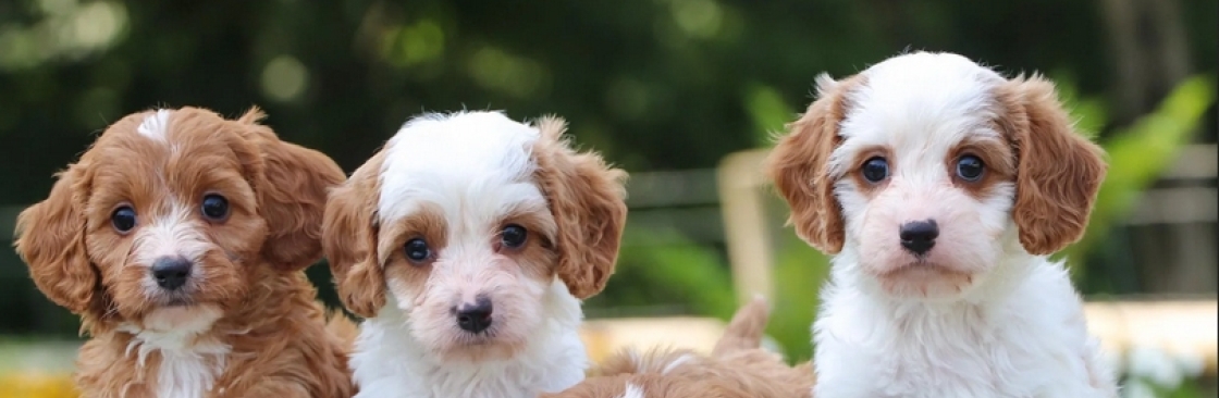Up and Away Pups Cover Image