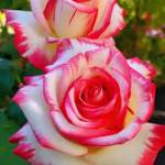 muskan naaz Profile Picture