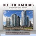 DLF The Dahlias Profile Picture