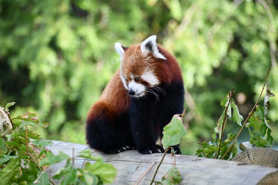 Buy Hydrocodone Online with US Based Fast Delivery — Virginia Zoo