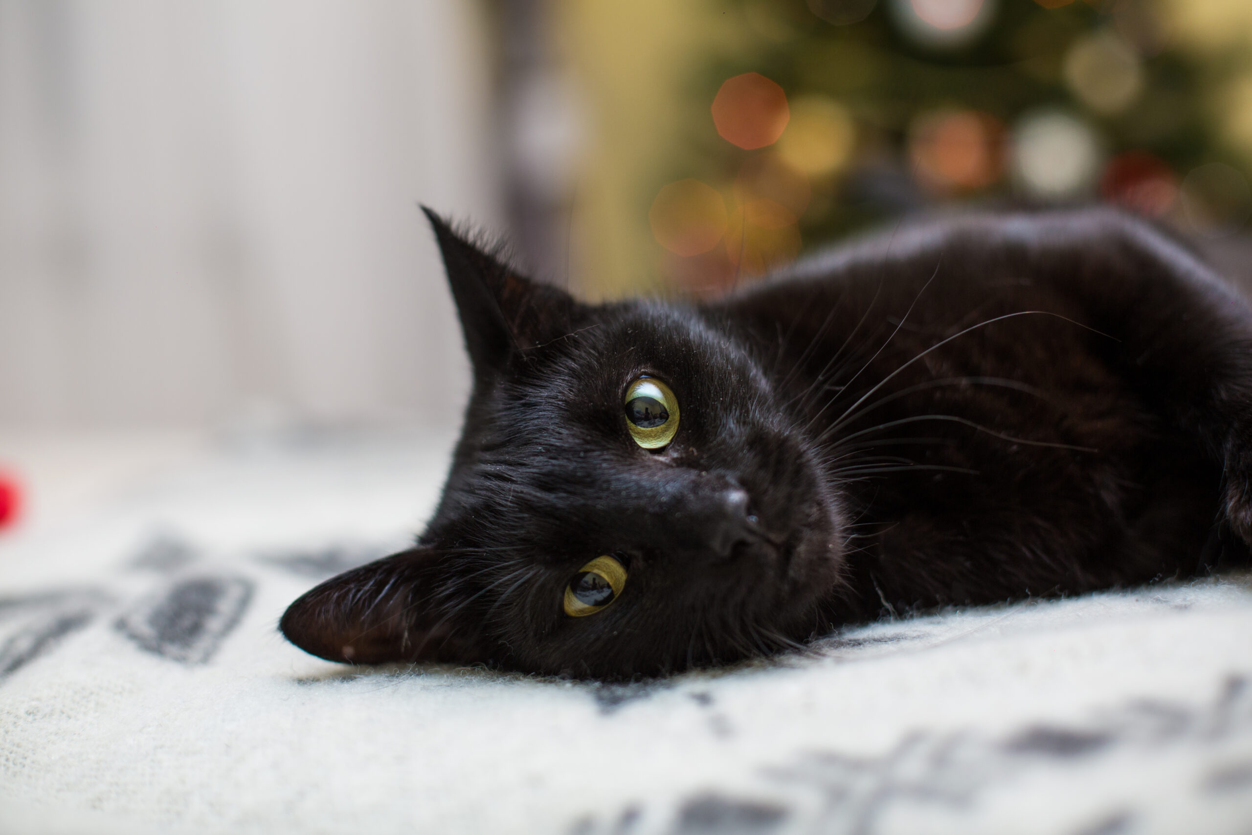Cute Cat Names for Black Cats | Unique, Funny & Adorable Ideas