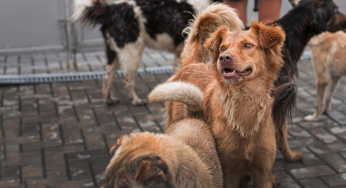 Community Initiatives for Controlling Stray Animal Populations - Pawrpose