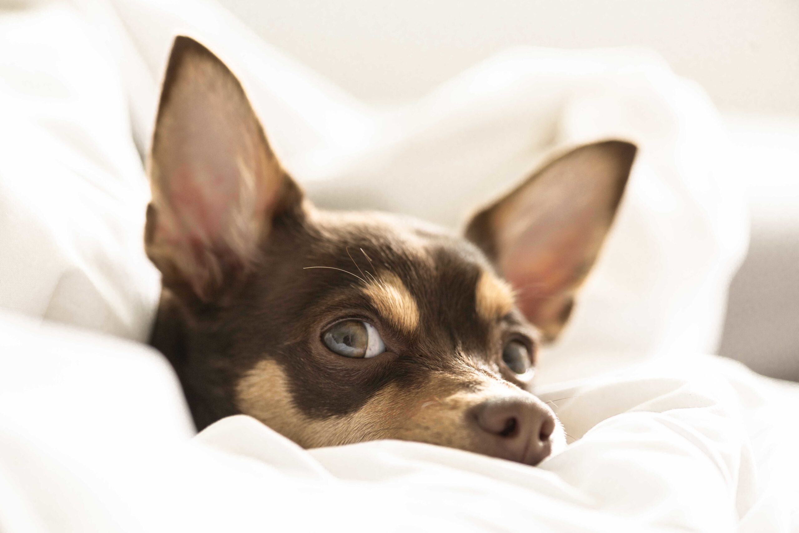 24 Weird Dog Facts You’ve Probably Never Heard Before - Pawrpose