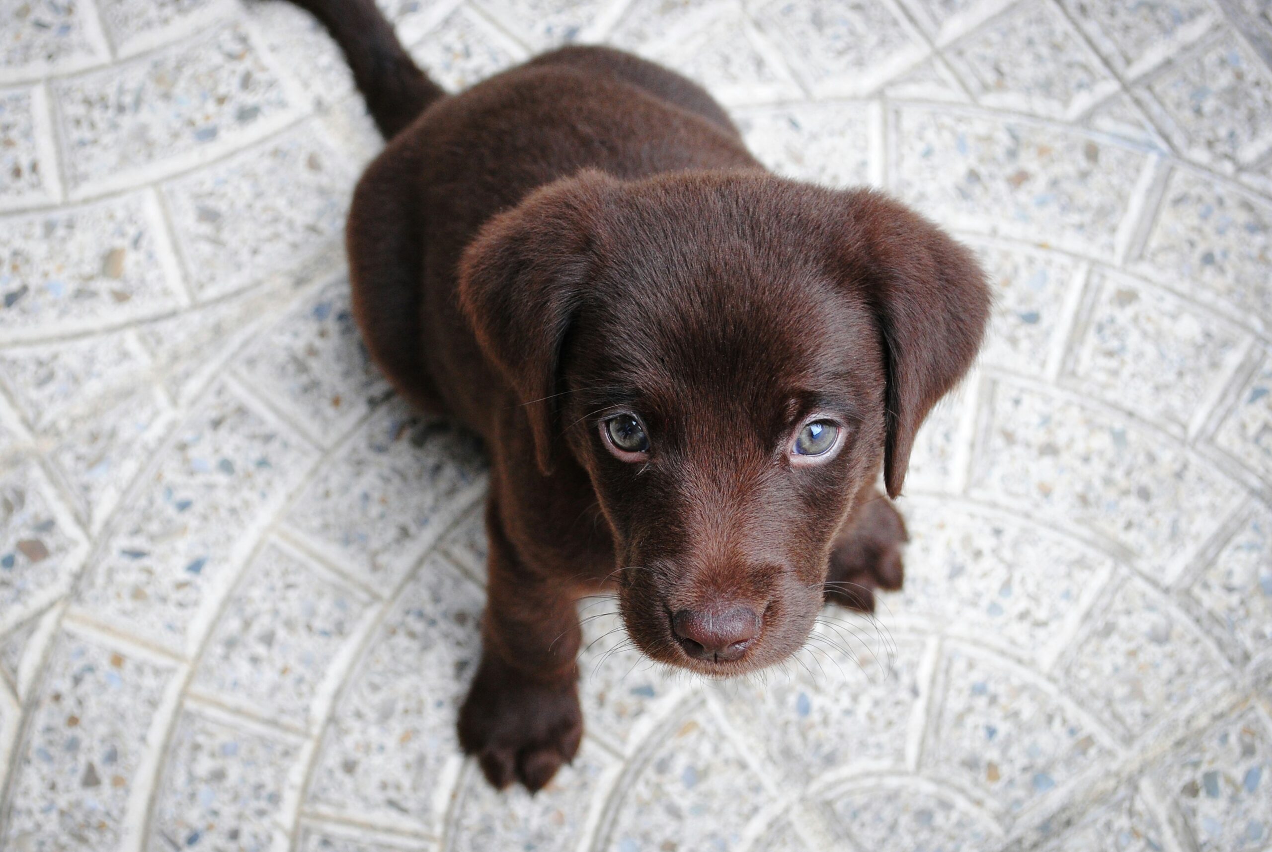 How to Stop Your Pet from Chewing Cables? Best Solutions