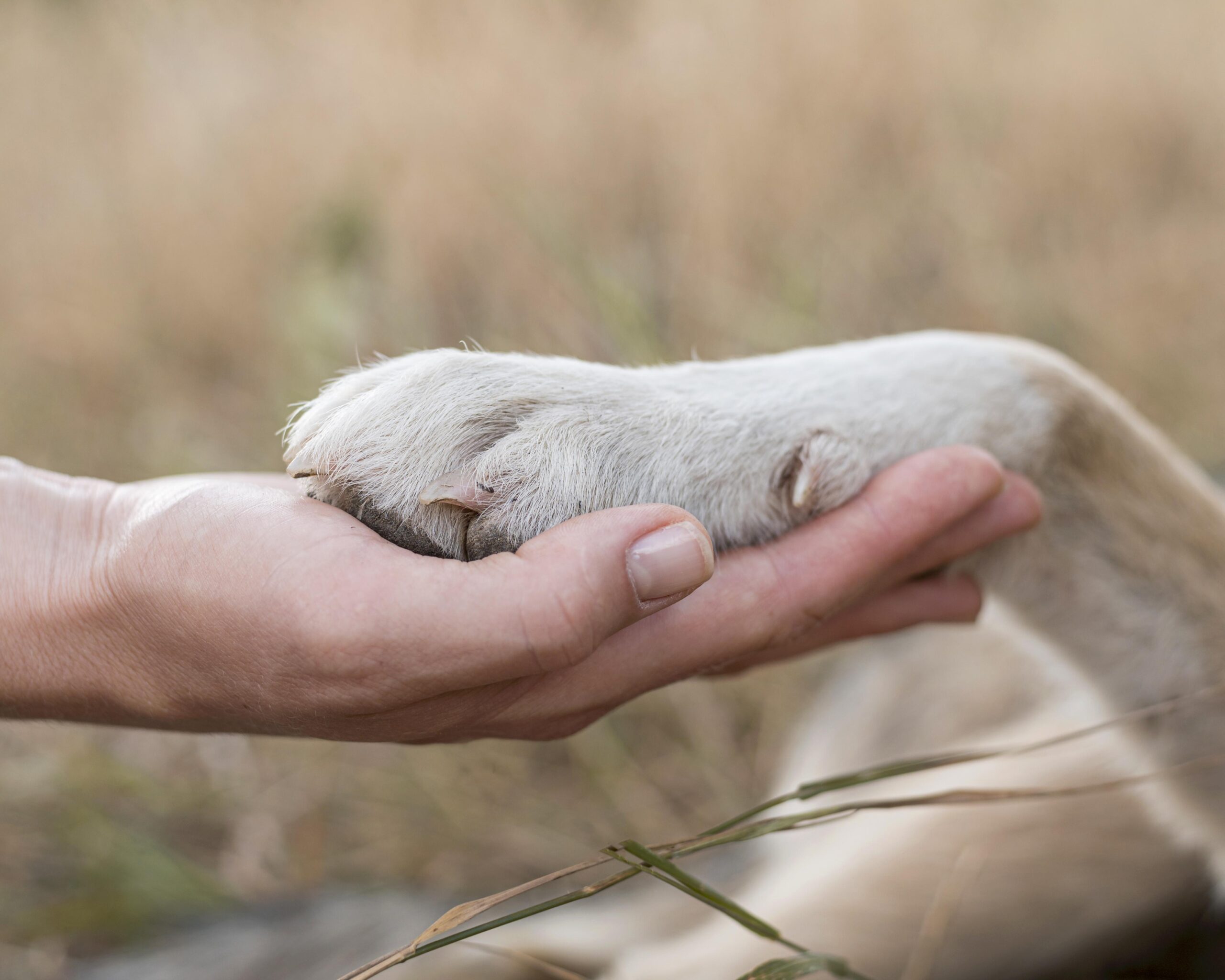 The Essential Role of Animal Organizations - Pawrpose