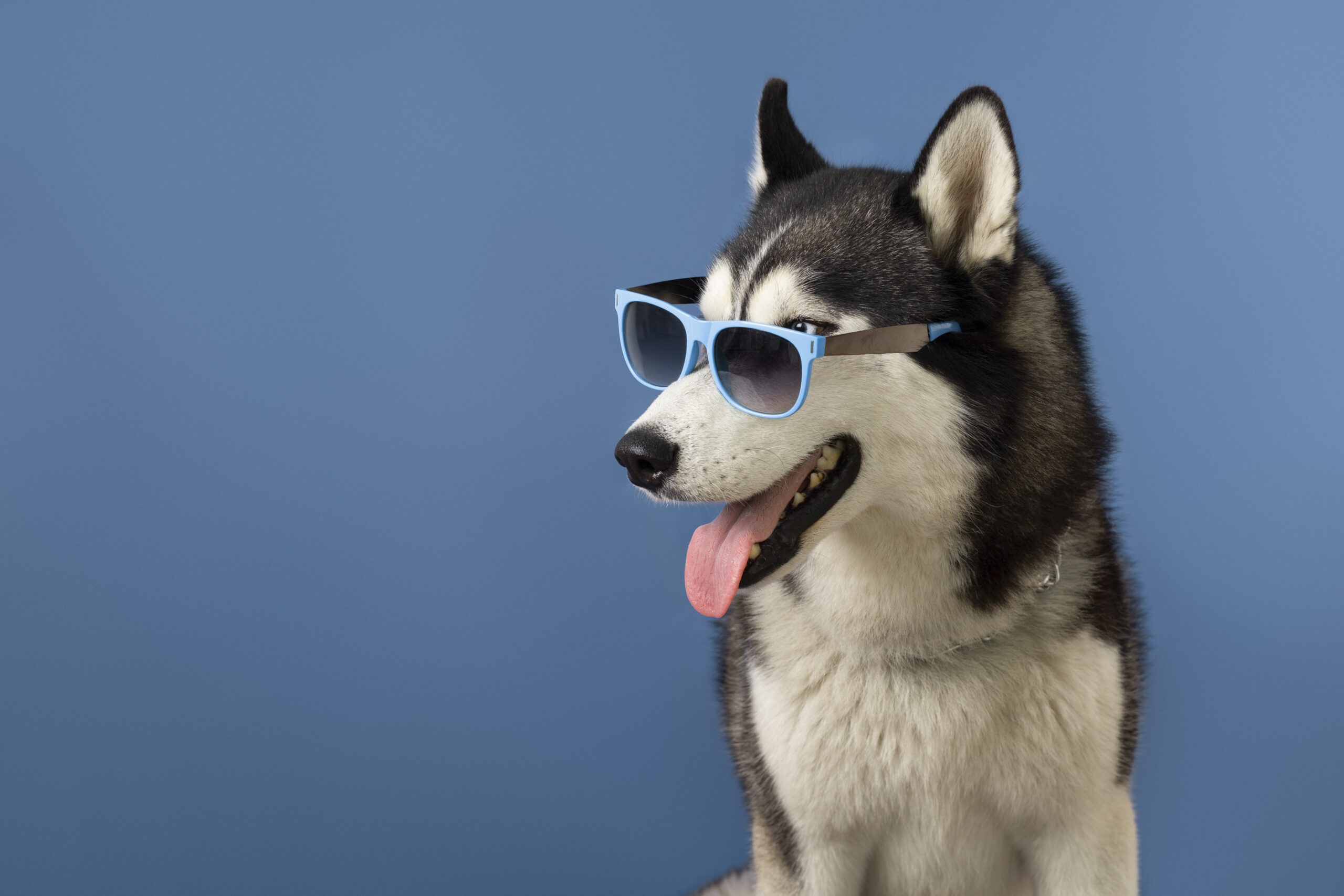 Top 25 Cute Dog Names to Trend in 2026: Find Your Perfect Match! - Pawrpose