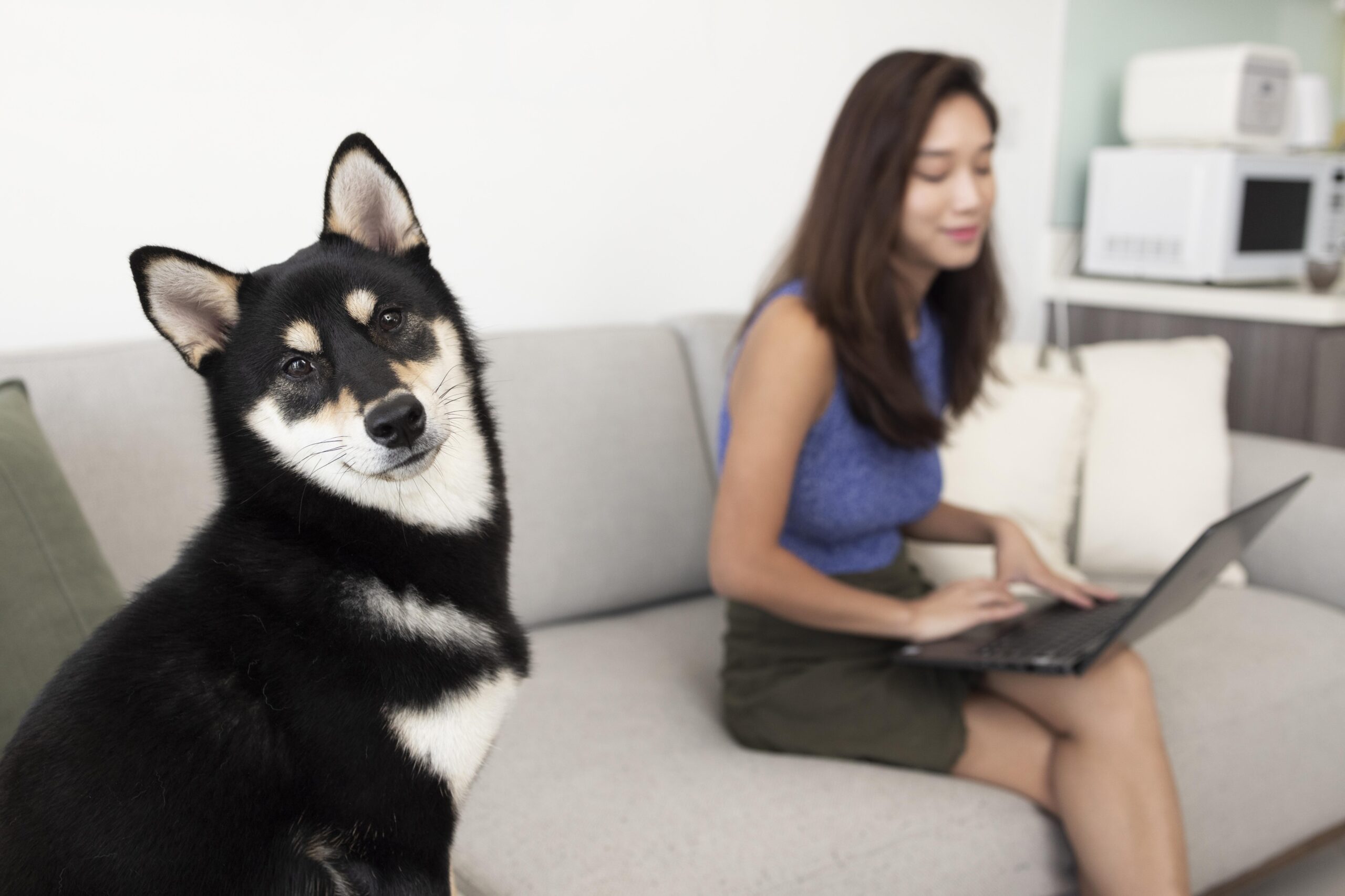 AI Service for Pets | Smarter Pet Care with Artificial Intelligence