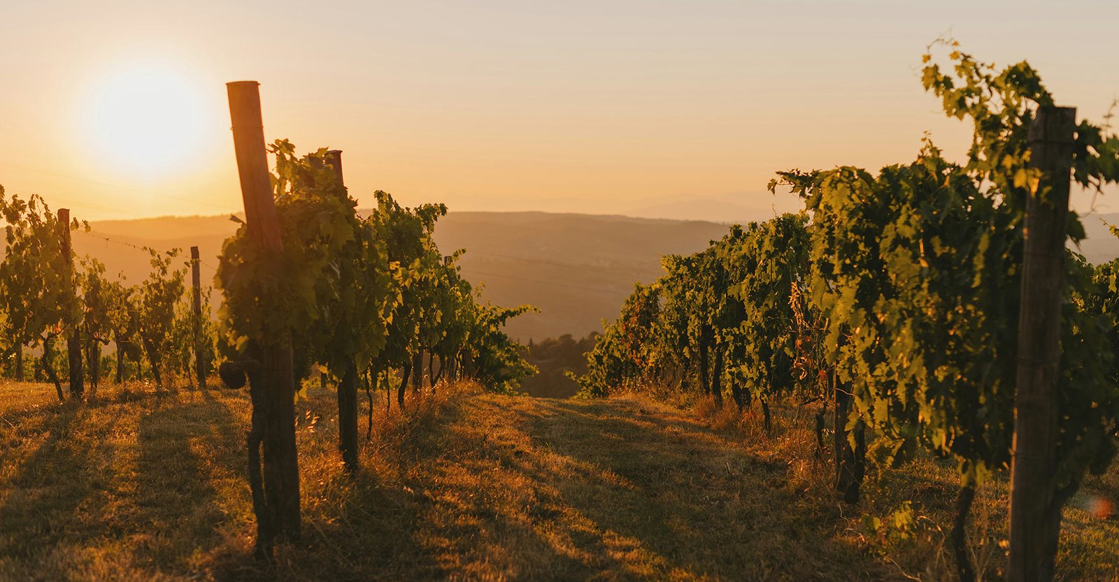 The Role of a Wine Marketing Company in Marketing Wine Successfully